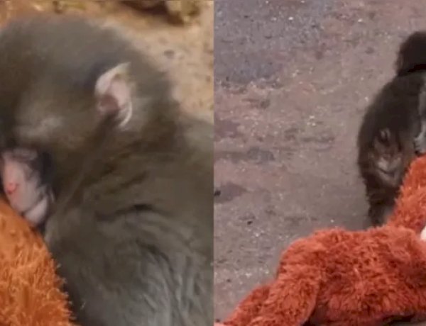 Macaco “adota” pelúcia após ser rejeitado pela mãe em zoológico no Japão