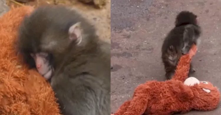 Macaco “adota” pelúcia após ser rejeitado pela mãe em zoológico no Japão